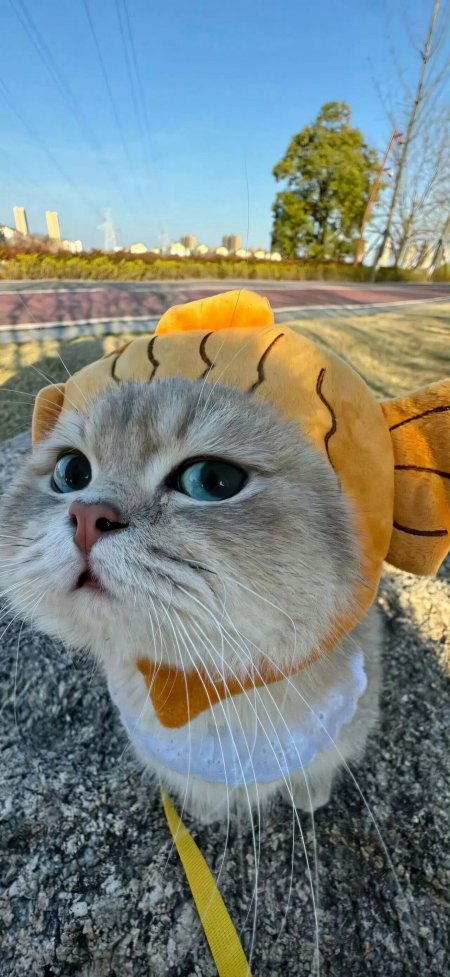 银渐层猫咪戴老虎头套蓝眼呆萌可爱萌宠摄影手机壁纸