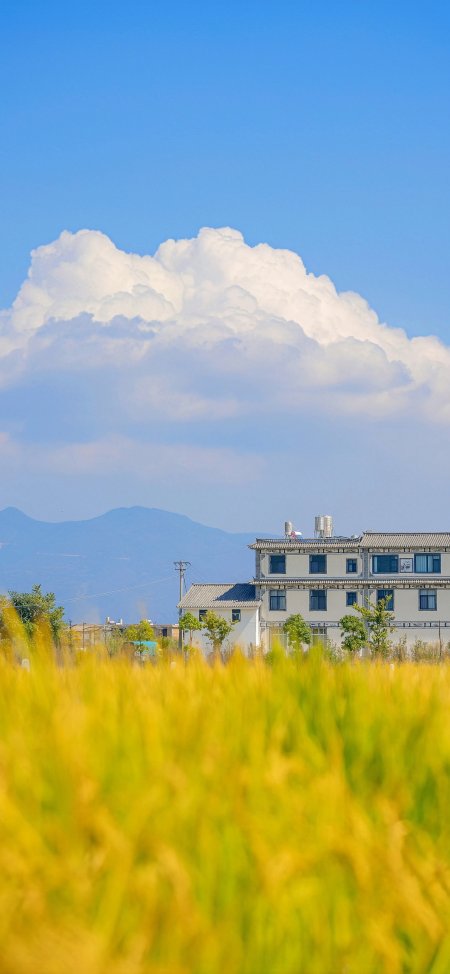 金黄稻田白屋远山蓝天白云田园风光风景手机壁纸