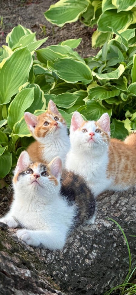 三只小猫仰望绿植丛中萌态十足萌宠自然摄影手机壁纸