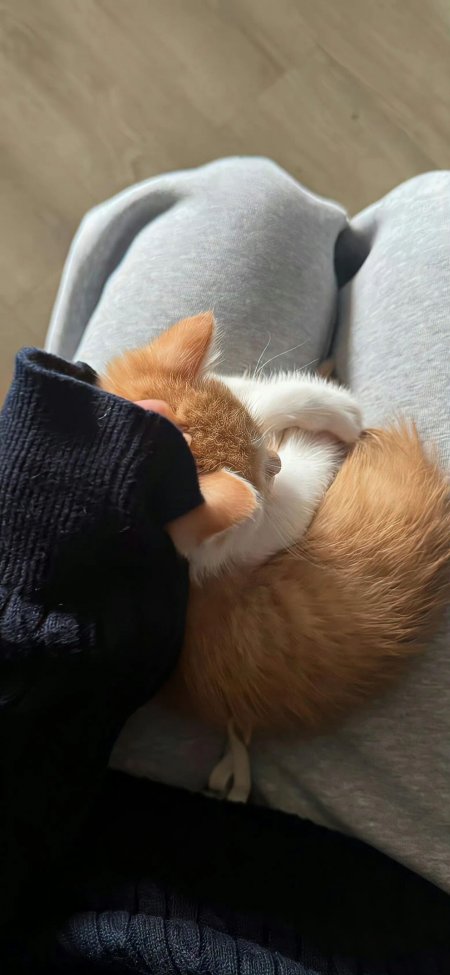 橘白小猫蜷缩腿间熟睡萌宠治愈手机壁纸
