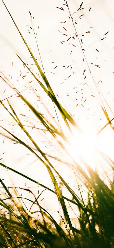 逆光草叶随风摇曳温暖夕阳氛围感创意手机壁纸