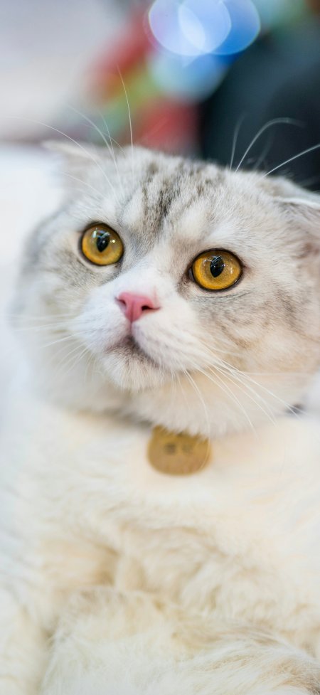 苏格兰折耳猫金瞳仰视萌宠特写摄影手机壁纸