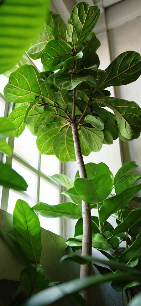 琴叶榕大叶绿植窗边生长室内生机风景手机壁纸