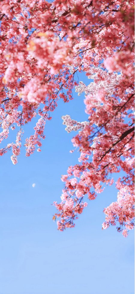 粉樱满枝蓝天衬月春日浪漫花景风景手机壁纸