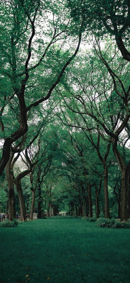 绿色林荫大道树木茂密幽静公园风光风景手机壁纸