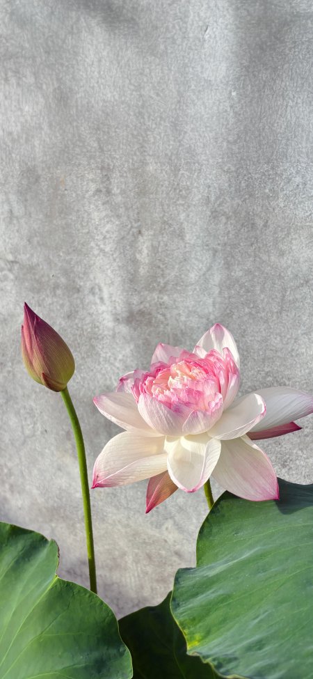 粉色荷花绿叶灰色墙面风景手机壁纸