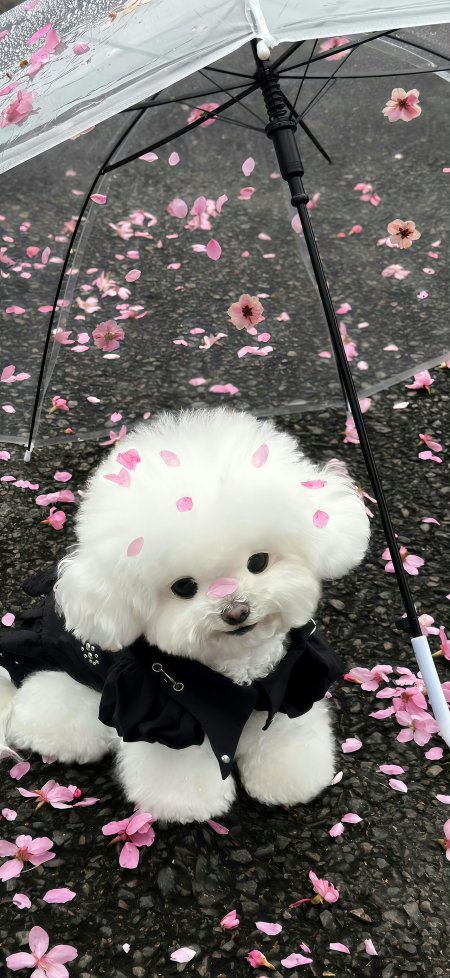 比熊犬撑透明伞落花满地黑雨衣萌宠摄影手机壁