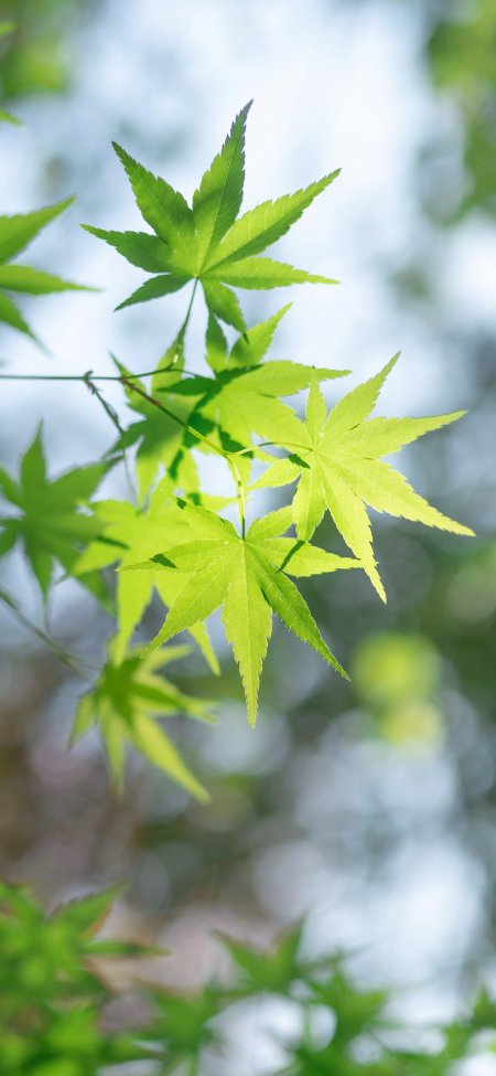 嫩绿枫叶枝头透光清新治愈系植物风景手机壁纸