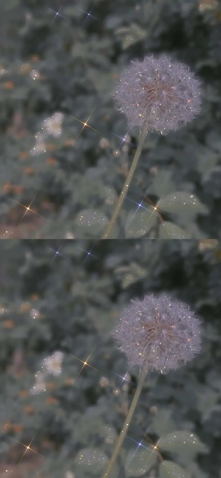 蒲公英缀星光朦胧背景梦幻植物特写手机壁纸