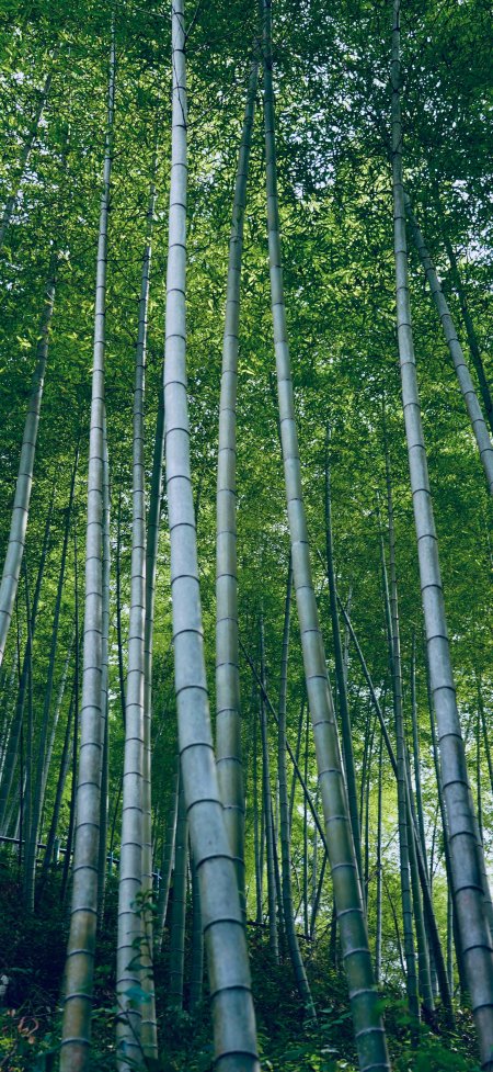 仰望翠绿竹林清新自然生态风景手机壁纸