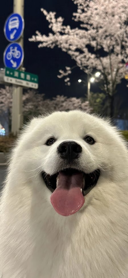 萨摩耶犬夜樱街头吐舌微笑萌宠摄影手机壁纸