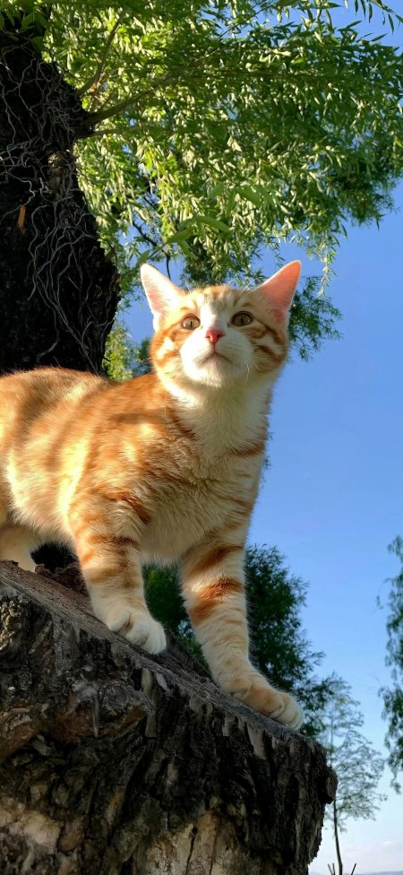 橘猫站树桩上仰望蓝天萌宠摄影手机壁纸