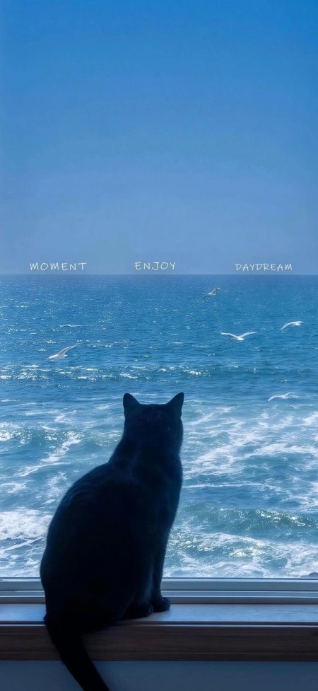 黑猫静坐窗台眺望大海海鸥飞翔治愈系手机壁纸