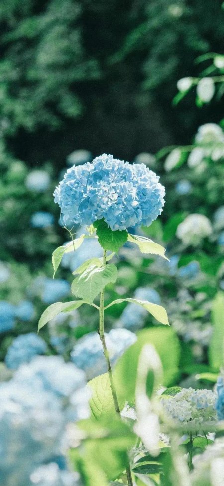 蓝色绣球花盛放绿叶衬托清新自然花卉摄影手机壁纸