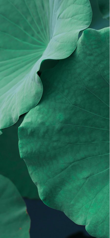 翠绿荷叶脉络清晰微距特写植物自然清新风景手机壁纸