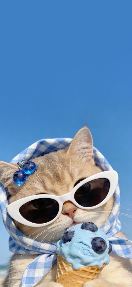 戴墨镜猫咪吃蓝莓冰淇淋蓝天背景可爱萌宠宠物手机壁纸