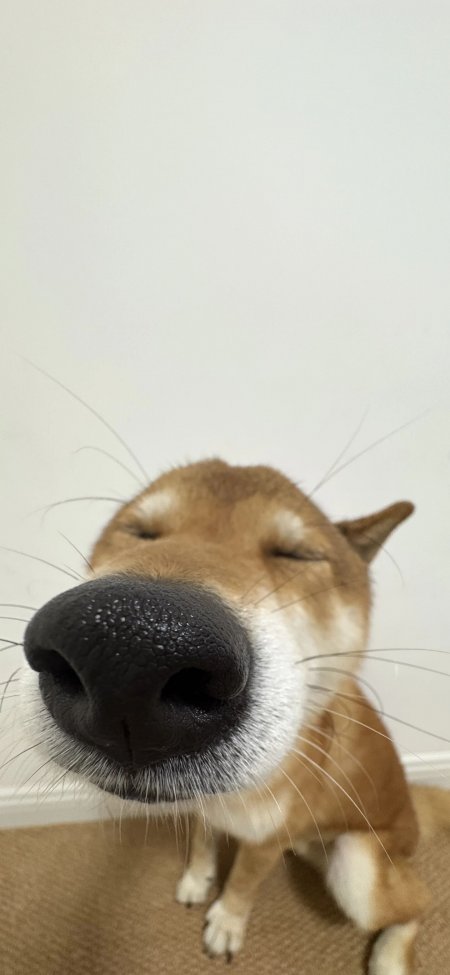 柴犬大鼻头闭眼萌态可爱萌宠摄影手机壁纸