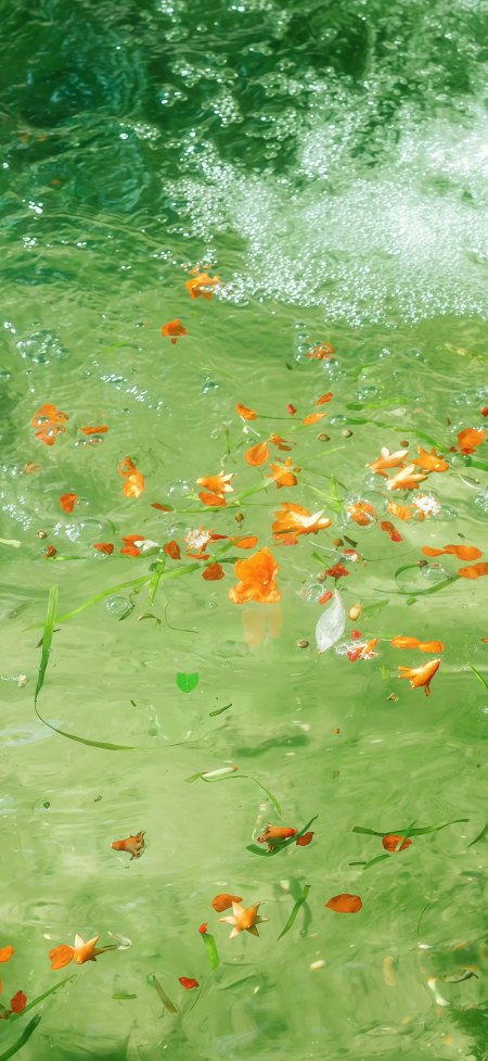 橙色花瓣漂浮绿水波纹唯美治愈系风景手机壁纸