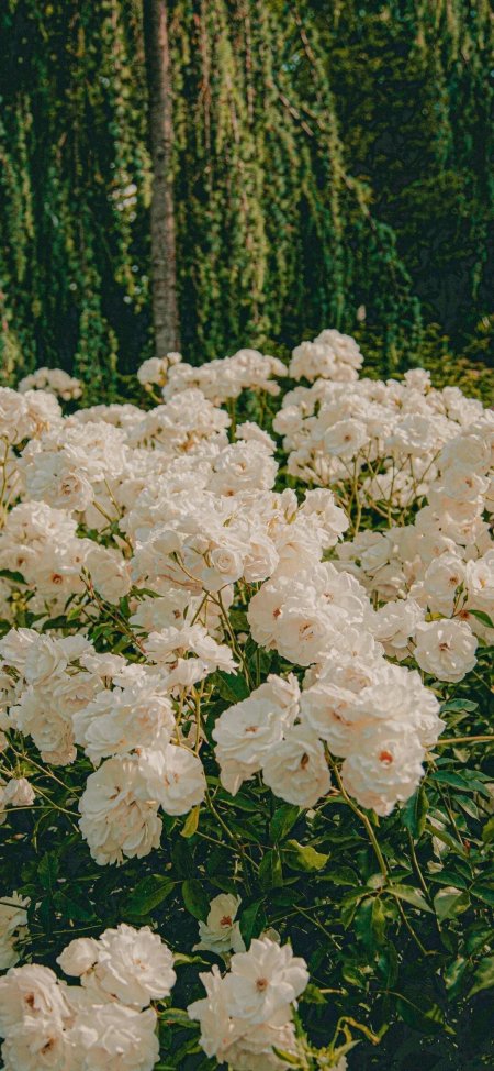 白色月季花丛绿叶掩映清新森系自然植物风景手机壁纸