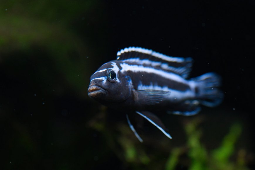 闪电战神马鲷黑白条纹游动水族箱观赏鱼摄影动物电脑壁纸