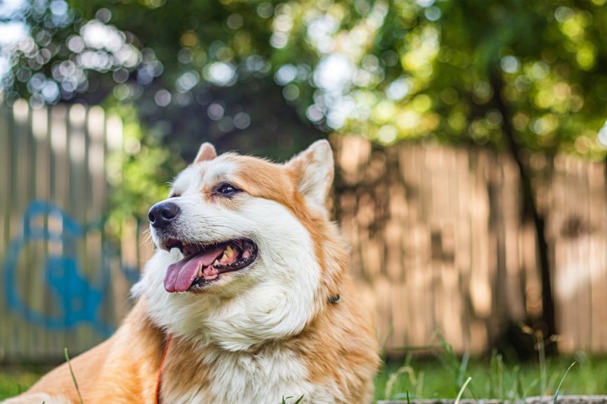 秋田犬微笑吐舌户外草地宠物摄影动物电脑壁纸