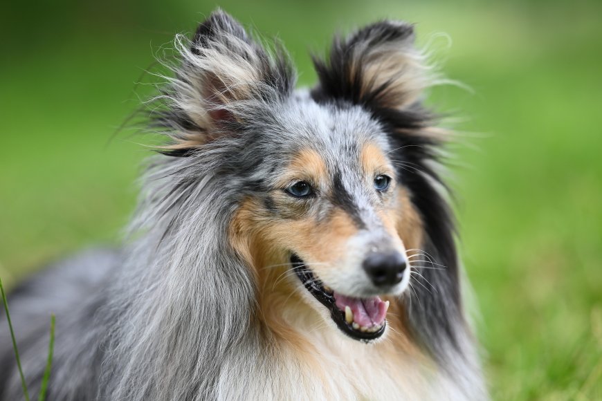 喜乐蒂牧羊犬蓝眼长毛微笑凝视草地宠物摄影动物电脑壁纸