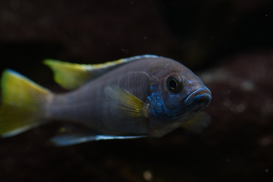 金帆王子慈鲷蓝黄鳍片游动水族箱观赏鱼摄影动物电脑壁纸
