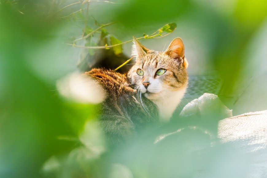 绿叶丛中狸花猫凝视镜头自然生态摄影动物电脑壁纸