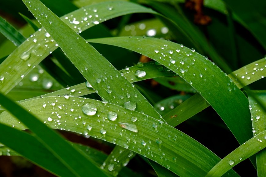 绿叶露珠晶莹剔透雨后植物微距自然摄影创意电脑壁纸