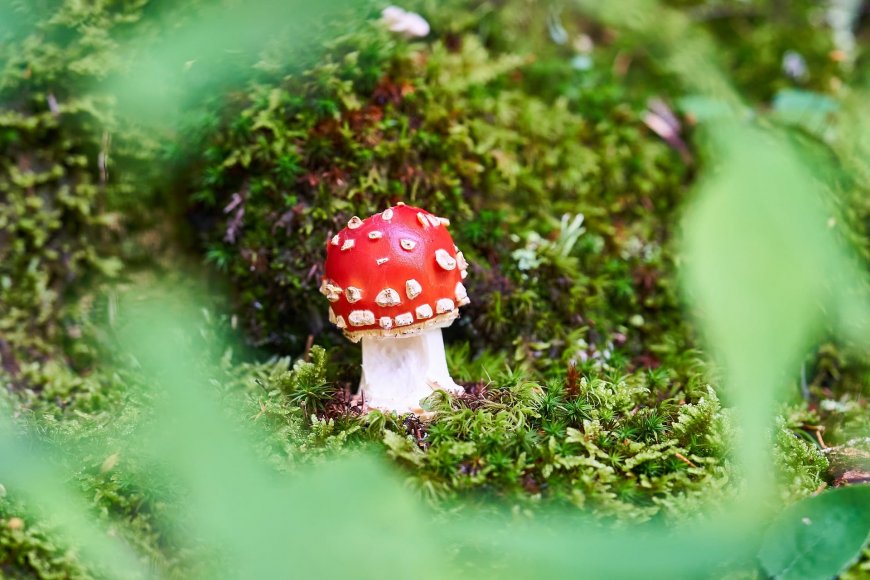 毒蝇伞红帽白点苔藓森林奇幻微距创意电脑壁纸