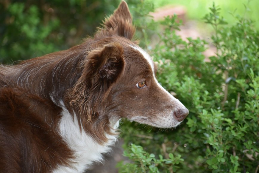 边境牧羊犬侧脸凝视绿植棕白毛发宠物摄影动物电脑壁纸