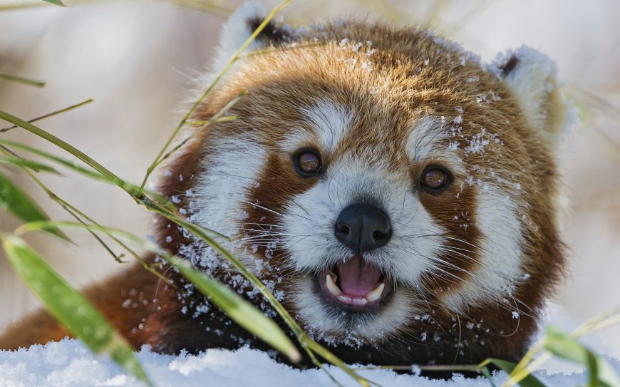雪地小熊猫啃食竹叶萌态微距摄影动物电脑壁纸