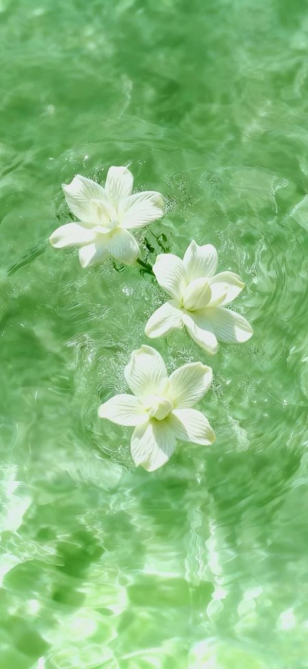 三朵白色茉莉花漂浮绿色水面波纹荡漾清新治愈手机壁纸