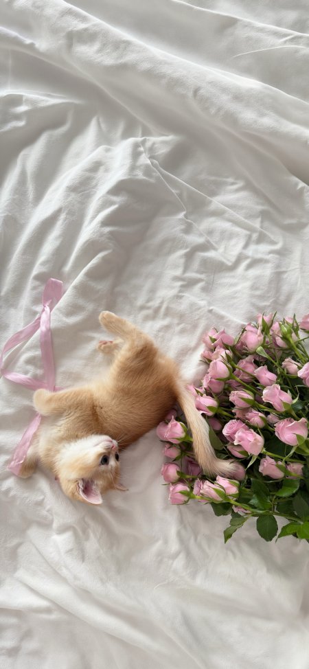 橘猫仰卧白床单旁伴粉玫瑰温馨治愈宠物手机壁纸