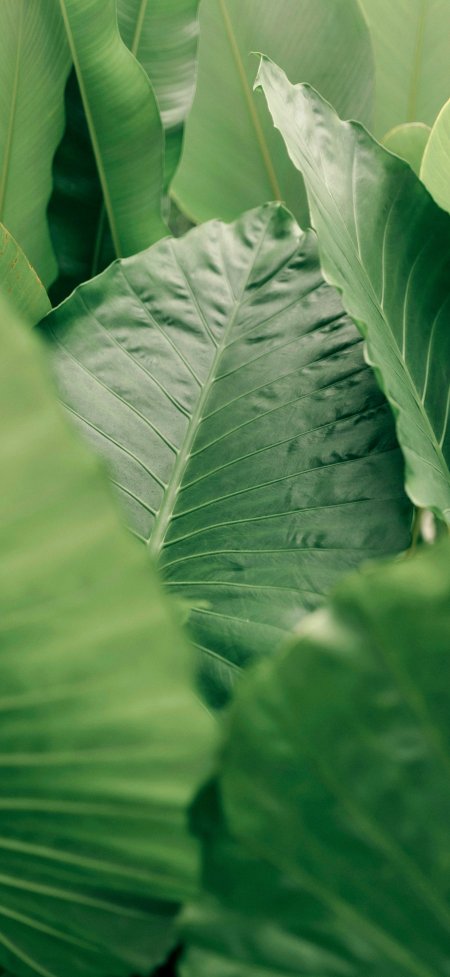 茂密热带植物芭蕉叶纹理清晰森系自然风景手机壁纸