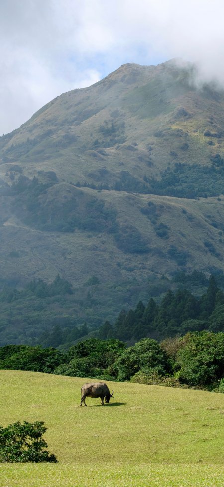 高山草甸水牛悠闲吃草宁静致远田园风光风景手机壁纸