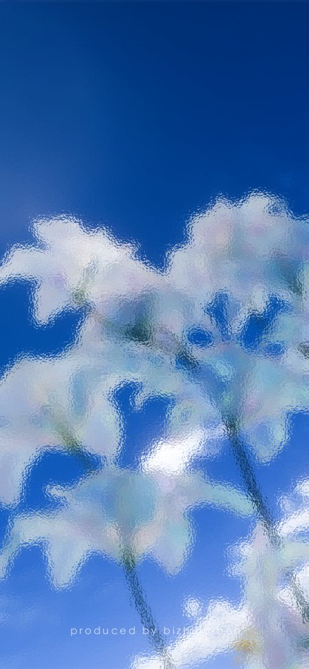 蓝色天空下白色花朵模糊光斑清新唯美自然摄影手机壁纸