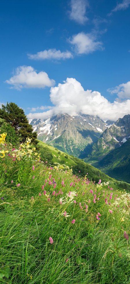 高山草甸野花盛开蓝天白云壮丽自然风光风景手机壁纸