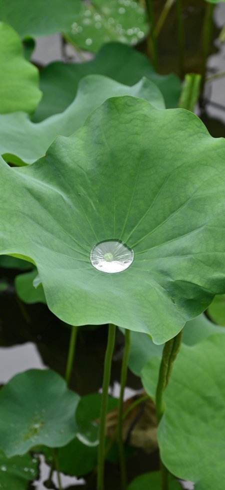 荷叶水珠特写清新自然禅意植物摄影手机壁纸
