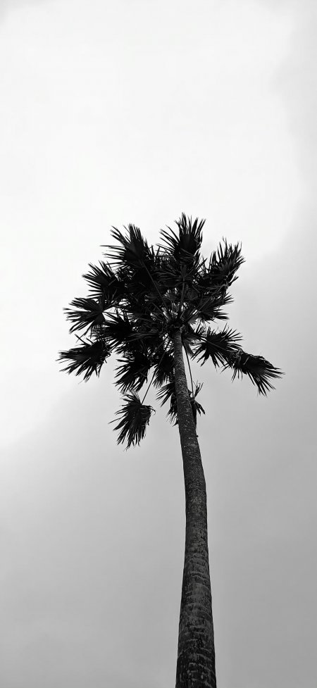 黑白棕榈树仰拍剪影极简自然植物风光风景手机壁纸