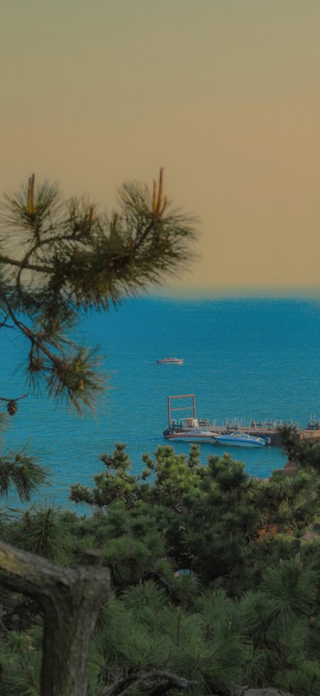 松枝掩映蔚蓝海面停泊小船清新海边风景手机壁纸