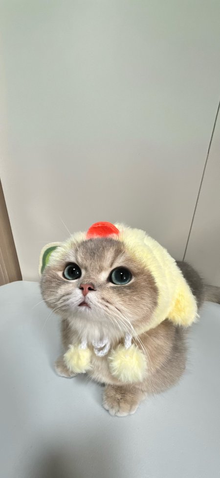 蓝金渐层猫咪戴小鸡头套萌宠动物手机壁纸