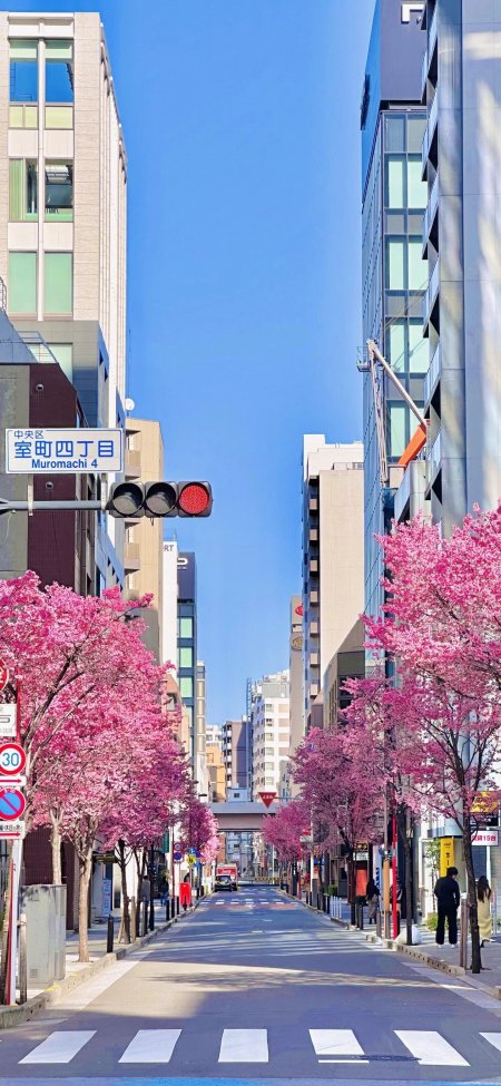 东京街头粉色樱花盛开于高楼之间城市春景风光摄影风景手机壁纸
