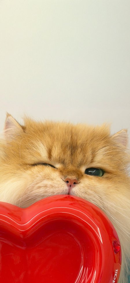 金渐层猫咪啃咬红心碗萌宠特写可爱宠物手机壁纸