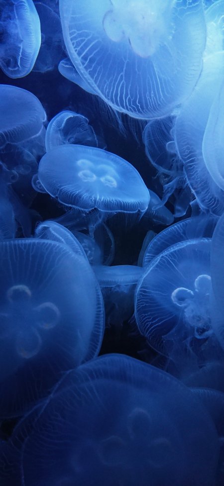 深蓝水域中透明水母群漂浮光影流动海洋生物特写自然手机壁纸