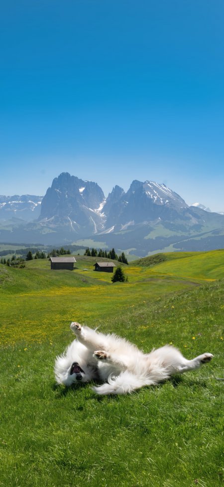 萨摩耶翻滚草地阿尔卑斯山背景雪山绿野萌宠旅行动物风景手机壁纸