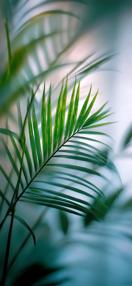 散尾葵绿叶光影斑驳清新自然植物风景手机壁纸