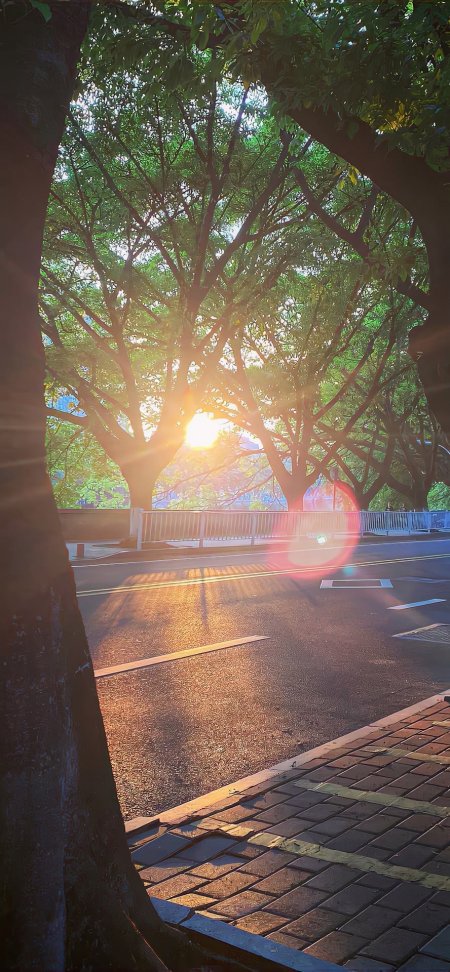 阳光穿透绿树丁达尔效应城市街道风景手机壁纸