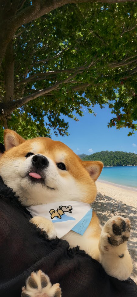 柴犬吐舌戴围巾海滩树荫下萌宠可爱人物摄影手机壁纸