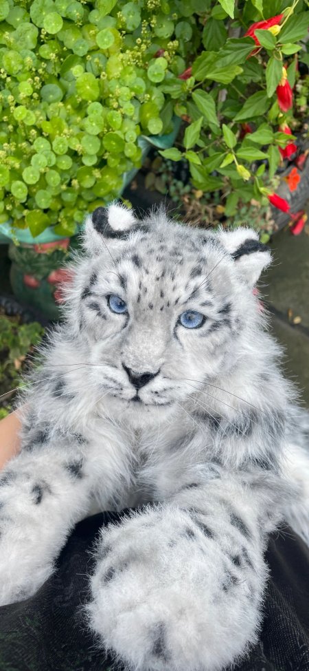 蓝眼雪豹幼崽毛绒特写萌宠可爱动物摄影手机壁纸
